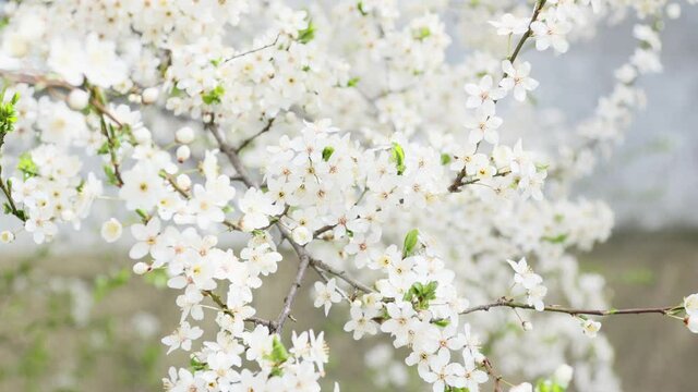 white blooming cherry tree flowers swaying in wind spring day time, fruit tree in bloom. branches with tiny sakura petals in spring April coming season. concept of new life, peace, happiness and joy