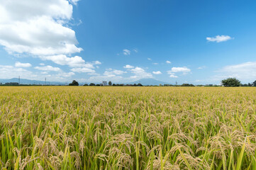 【青森県津軽平野】津軽富士岩木山と津軽平野の水田
