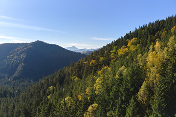 Fototapeta na wymiar Aerial view of high hills with dark pine forest trees at autumn bright day. Amazing scenery of wild mountain woodland