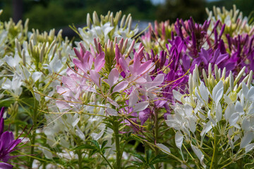 flowers in the garden