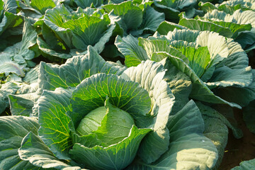 Haed of fresh green cabbage organic vegetable growing in home made farms ,cultivated plant eaten as...