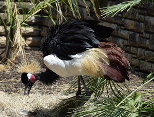 Gray crowned crane with a golden tuft, ready to catch a leaf. © Ada