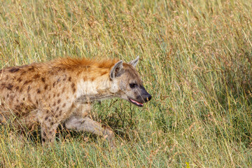 Hyena walking in the grass on the savanna