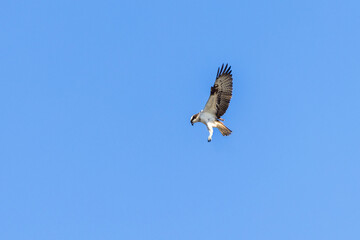 Osprey with flapping wings in the blue sky