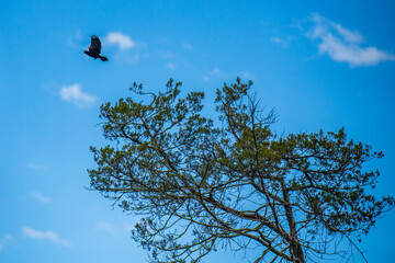 birds in the sky