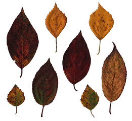 A set of scanned birch and linden leaves. The veins and texture of wildlife are visible. Decorative...