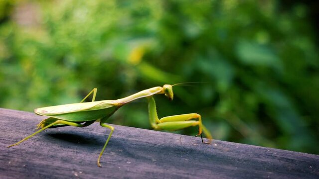 A green praying mantis is walking on the windowsill. 30 hectares of rice cultivation area. Yushan Nan'an Visitor Center, Hualien, Taiwan.
