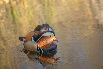 Wild male mandarin duck (Aix galericulata) swimming. Female in background.