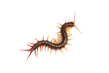 centipede (Scolopendra sp.) Giant centipede isolated on white background. The top view of a living centipede, high resolution images shot in a studio room.