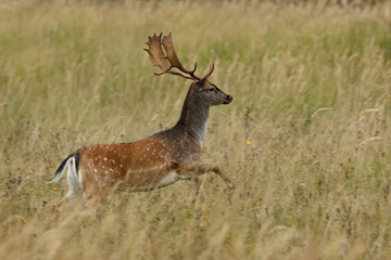 Naklejka na ściany i meble Fallow deer (Dama dama) running through the high grass meadow. wildlife, slovakia