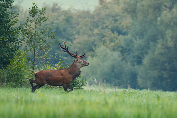 Naklejka na ściany i meble Red deer male walking through the high grass during the rut in autumn, wildlife, Cervus elaphus, Slovakia