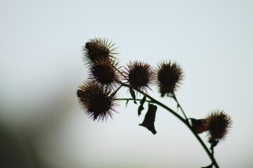 Obraz premium Lesser burdock fruits closeup view with white sky on background