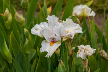 iris flower close up