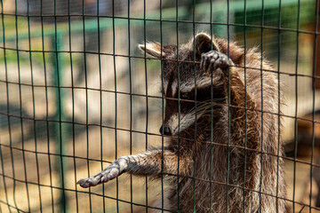 Imprisoned Raccoon holding on Zoo Cage