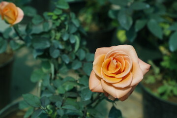 Beautiful Rose Flower Garden- Natural