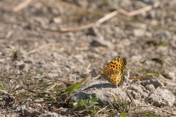 an orange color Butterfly on the ground eating something