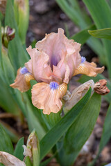 iris flower close up