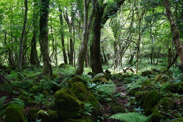 a primeval forest in summer