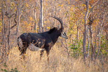 Rappenantilope