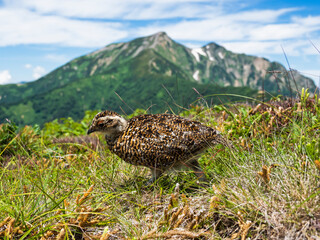 ライチョウの雛と鹿島槍ヶ岳