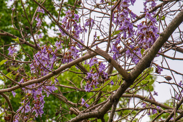 tree in spring