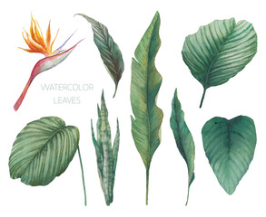 Tropical leaves set. Hand painted with watercolor floral clip art: objects isolated on white background. - obrazy, fototapety, plakaty