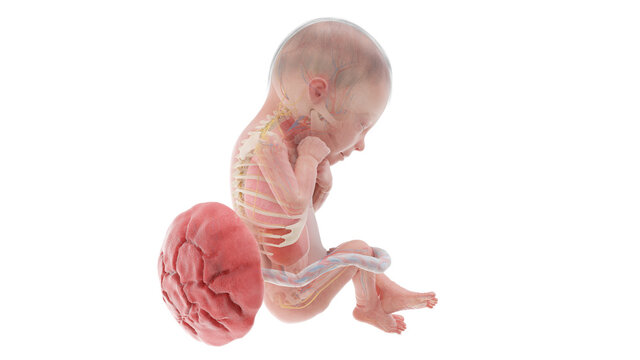 3d rendered medically accurate illustration of a human fetus anatomy - week 24