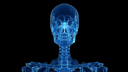 Fototapeta na wymiar 3d rendered illustration of the human skull
