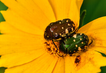 Insects Habitating in Wild Plants: Close-up of Little Blue and White Turtle Beetle