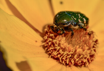 Insects Habitating in Wild Plants: Close-up of Little Blue and White Turtle Beetle