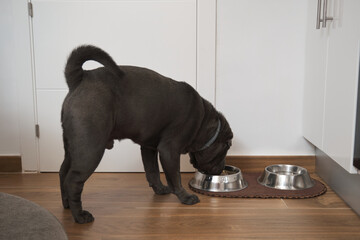 Grey sharpei dog eating food from metal bowl.