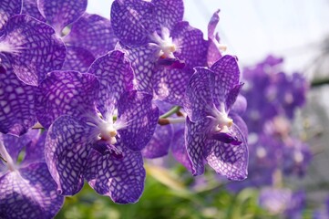 Naklejka na ściany i meble Orchid flower in garden at winter or spring day. Orchid flower for beauty and agriculture design. Beautiful orchid flower in garden. Beautiful pink purple Orchid, Vanda hybrids
