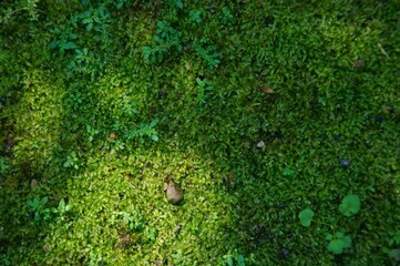Shadow of a tree branches on turf grass in agriculture greenhouse 