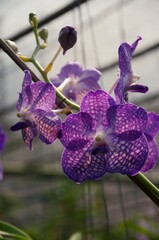 Orchid flower in garden at winter or spring day. Orchid flower for beauty and agriculture design. Beautiful orchid flower in garden. Beautiful pink purple Orchid, Vanda hybrids