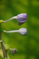 Orchid flower in garden at winter or spring day. Orchid flower for beauty and agriculture design. Beautiful orchid flower in garden. Beautiful pink purple Orchid, Vanda hybrids