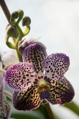 Orchid flower in garden at winter or spring day. Orchid flower for beauty and agriculture design. Beautiful orchid flower in garden. Beautiful pink purple Orchid, Vanda hybrids