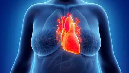3d rendered illustration of an obese womans heart