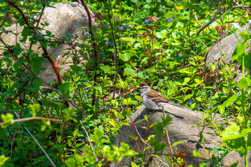 bird in the grass