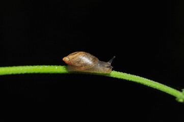 Various insects and wild plants inhabiting wild plants