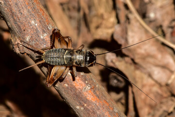 Various insects and wild plants inhabiting wild plants