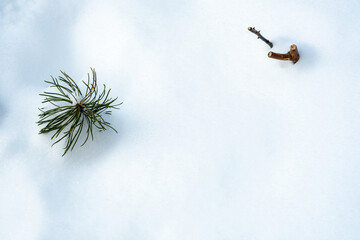 pine branch with snow