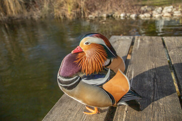 One male mandarin duck drake is posing,  vapours and prances (Aix galericulata).
