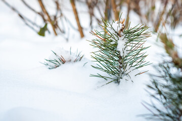 snow covered fir tree