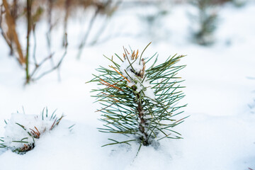snow covered pine needles