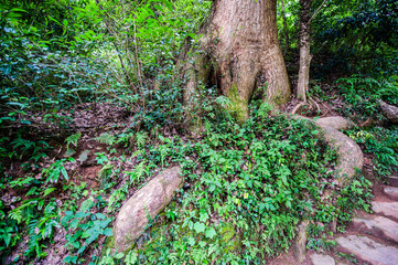 Tall Ancient Camphor Trees, Wuyuan County, Jiangxi Province, China