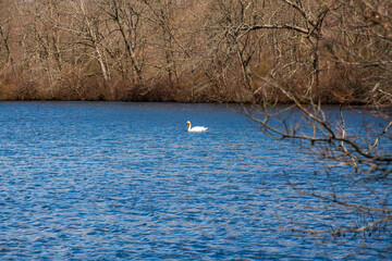 Fototapeta na wymiar Swan on the lake