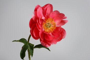Beautiful bright pink peony flower isolated on gray background.