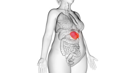 3d rendered illustration of an obese womans spleen