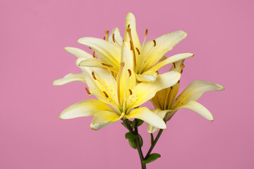 Branch of yellow lilies isolated on a pink background.