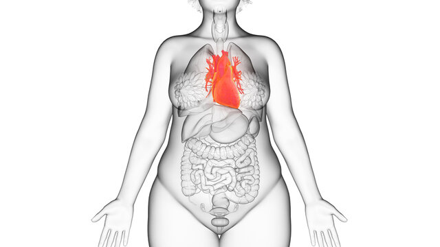 3d rendered illustration of an obese womans heart